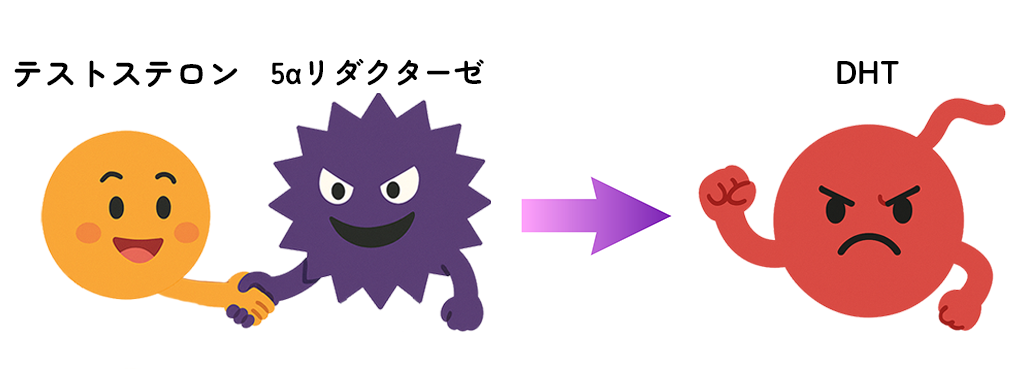 5αリダクターゼがテストステロンをジヒドロテストステロンに変換しているイラスト