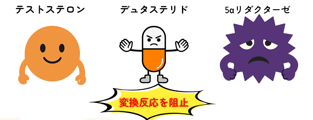 デュタステリドが5αリダクターゼの働きを阻害しているイラスト