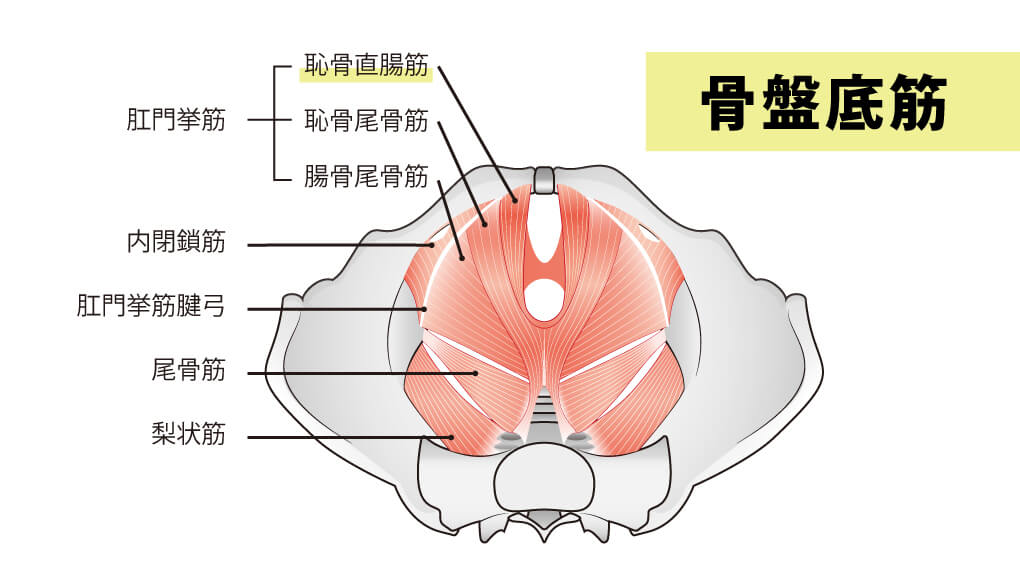骨盤底筋/肛門挙筋/恥骨直腸筋（PC筋）