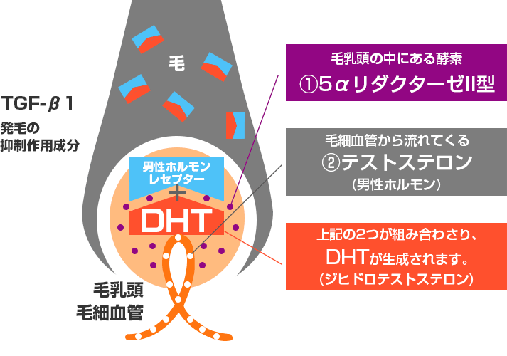 DHTが発毛を抑制するまでの流れイメージ
