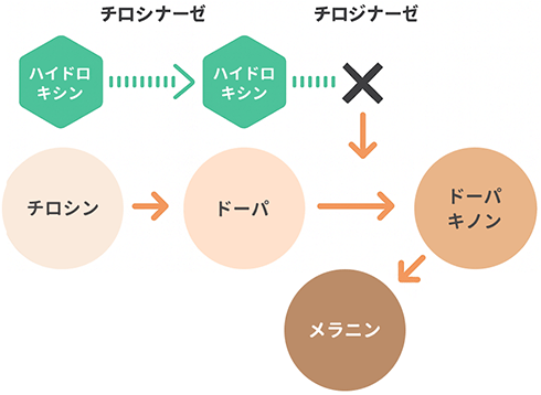 初期段階のニキビを治し、ニキビ跡ができるのを回避イメージ