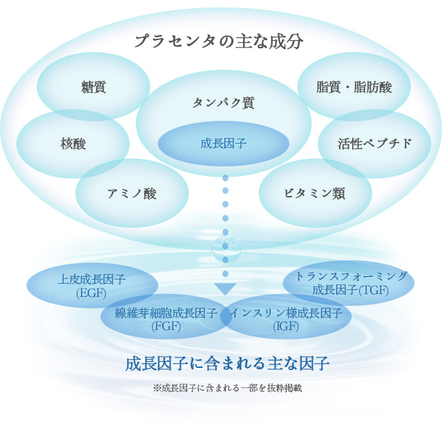 プラセンタに含まれる栄養成分