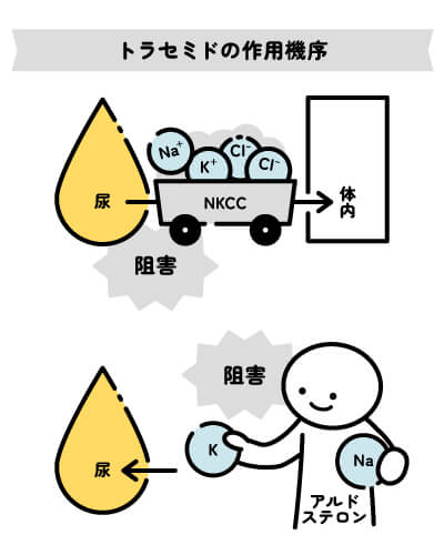 トラセミドの作用機序