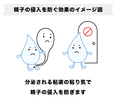 トリキュラーが分泌液の粘度を上げる事で精子の侵入を防いでいるイラスト