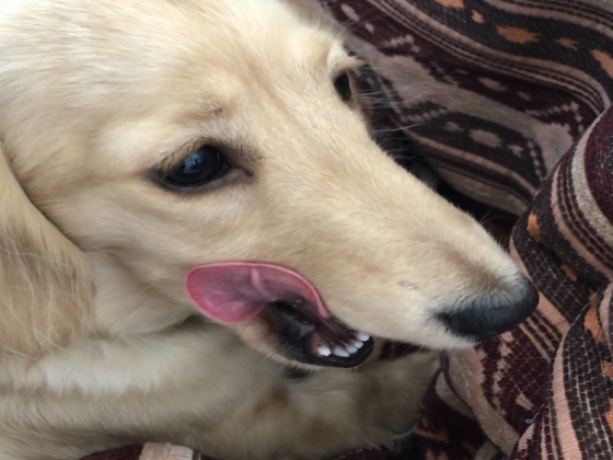 ネクスガード(犬用)の口コミ画像