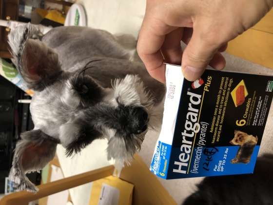 ハートガードプラス(犬用)の口コミ画像