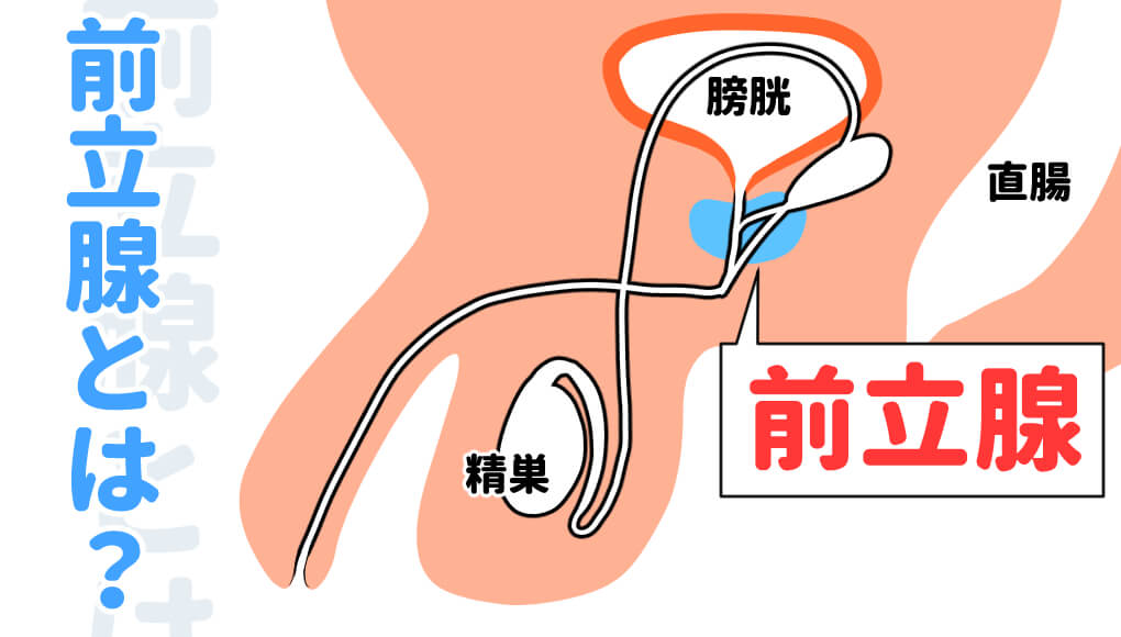 前立腺の解説画像